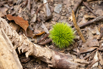 地面に転がる緑色の未熟な栗
