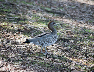a the Australian maned duck is walking in bushland