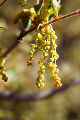 Yellow green axillary indeterminate staminate catkin inflorescences of California Scrub Oak, Quercus Berberidifolia, Fagaceae, native arborescent shrub in the Santa Monica Mountains, Springtime.