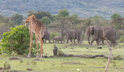 Naklejka na ściany i meble Elephants in Kenya