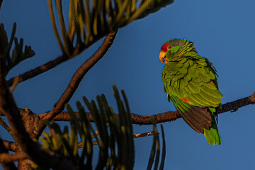 2021-05-18 A WILD GREEN AND RED PARROT PERCHED ON A BRANCH IN LA JOLLA CALIFORNIA