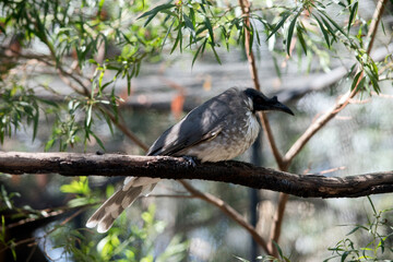 this is a side view of a frair bird