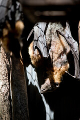 the mother fruit bat is holding her baby