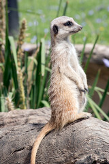 the meerkat is standing sentry looking out for preditors