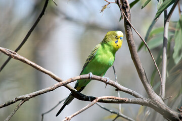 the budgergar or parakeet  is perch on a branch of a bush