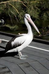 the Australian pelican is a white and black sea bird