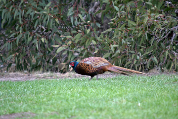 this is a side view of a pheasant