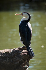 the pied cormorant is a black and white sea bird