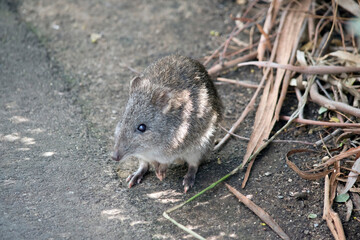 the potoroo is a small marsupial