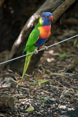 the rainbow lorikeet is perched on a wire