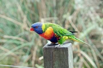 the rainbow lorikeet is sitting on a fence post