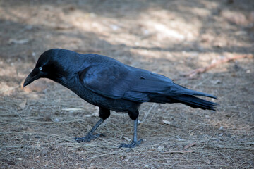 the Australian raven is a black bird