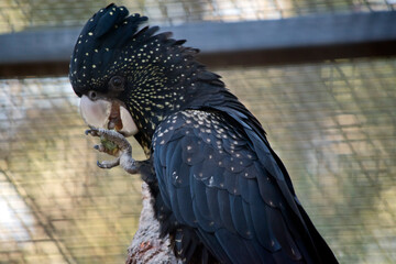 this is a female red tailed black cockatoo © susan flashman