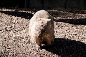 the common wombat walks like a dog on 4 legs