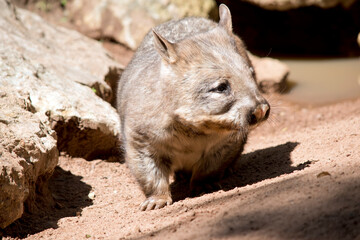 the hairy nosed wombat lives underground during the day