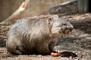 this is a side view of a  wombat