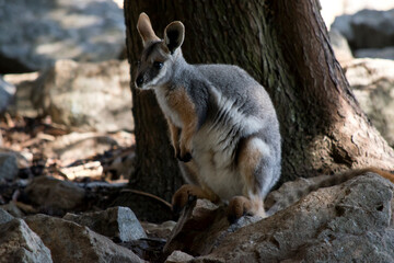 this is a young yellow footed rock wallaby