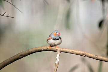 the male zebra finch has an orange cheek
