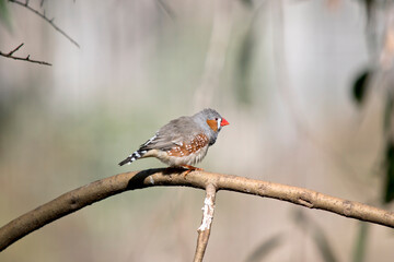 the male zebra finch has an orange cheek