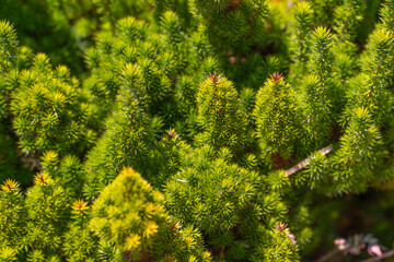 Small shrub of Astroloma foliosum (Candle Cranberry) 