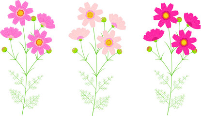 Obraz na płótnie Canvas 色とりどりのコスモスの花のイラスト素材セット