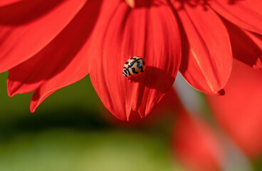 Ladybug perched on red flower petals.