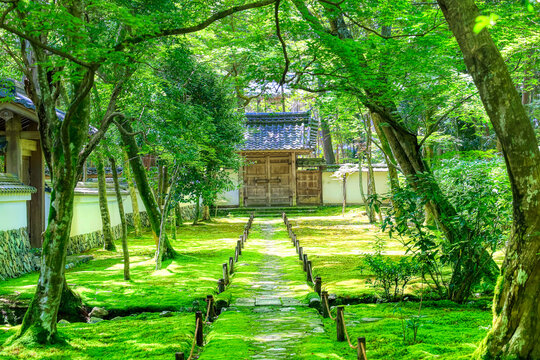 京都、西芳寺（苔寺）の庭園