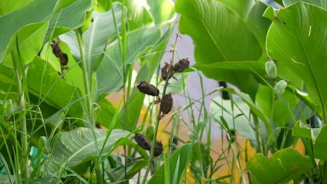 Indian Shot (Canna indica), commonly known also as African Arrowroot, Edible Canna, Sierra Leone Arrowroot. Is a Plant with a Brown Fruits with Seeds Inside in the Garden 