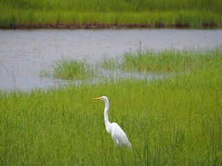 Fototapeta premium wild egret in marsh