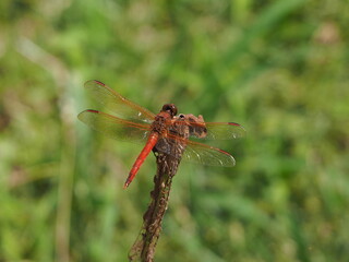 dragonfly