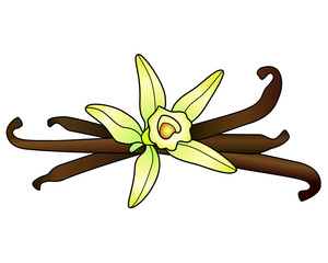 Vanilla flower and pods - vector full color illustration. Vanilla flower stubs - a composition of aromatic spices. - obrazy, fototapety, plakaty