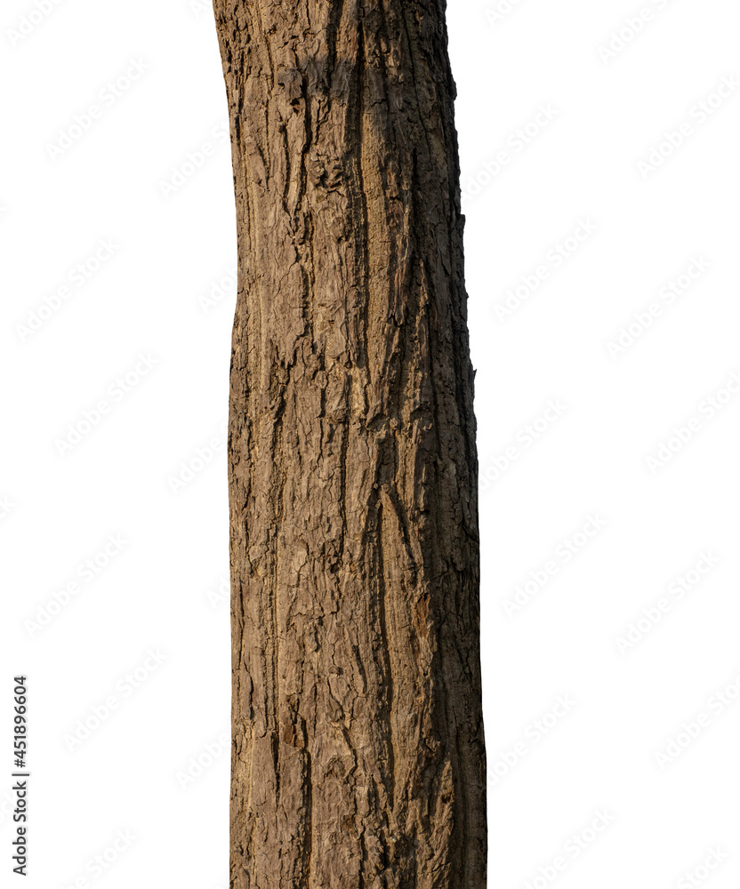 Poster trunk of a tree isolated on white background