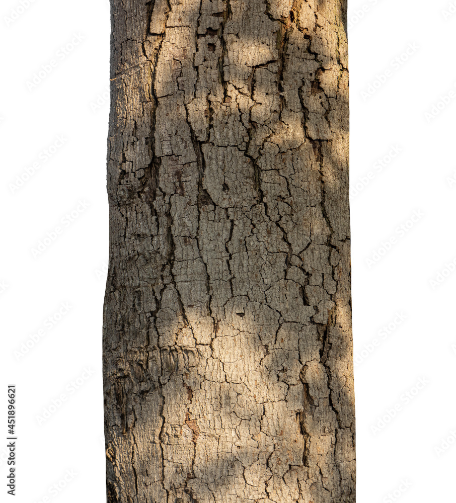 Poster trunk of a tree isolated on white background