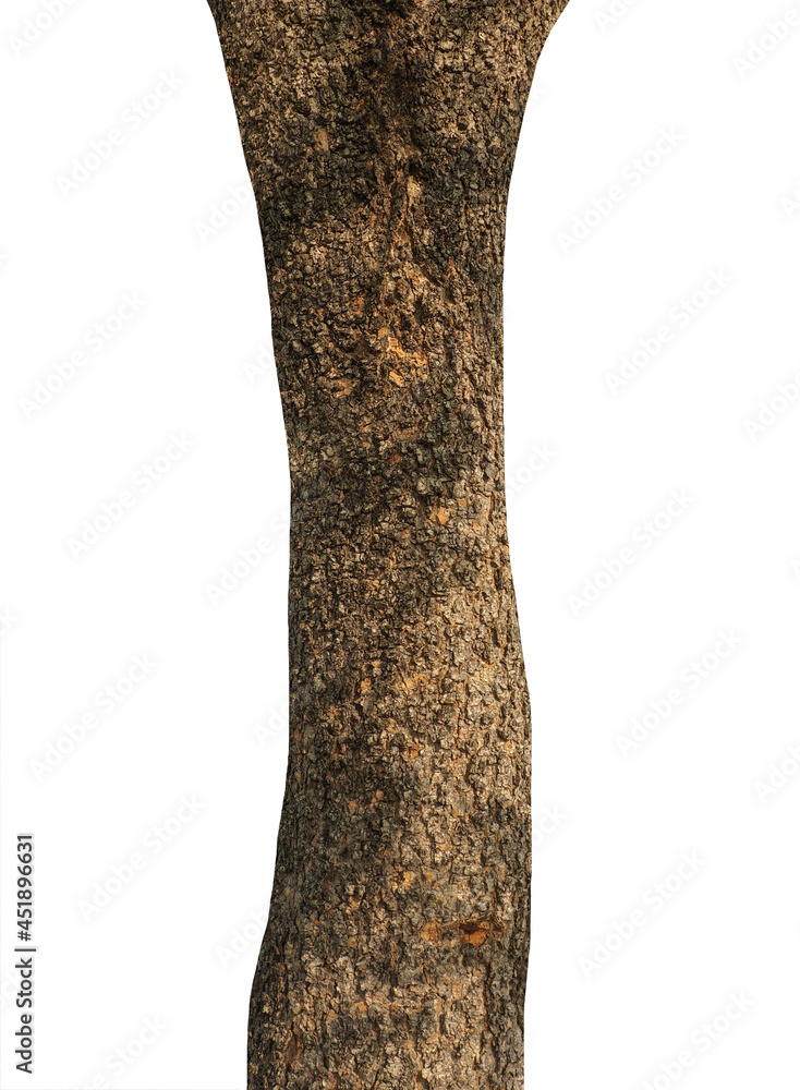 Poster trunk of a tree isolated on white background