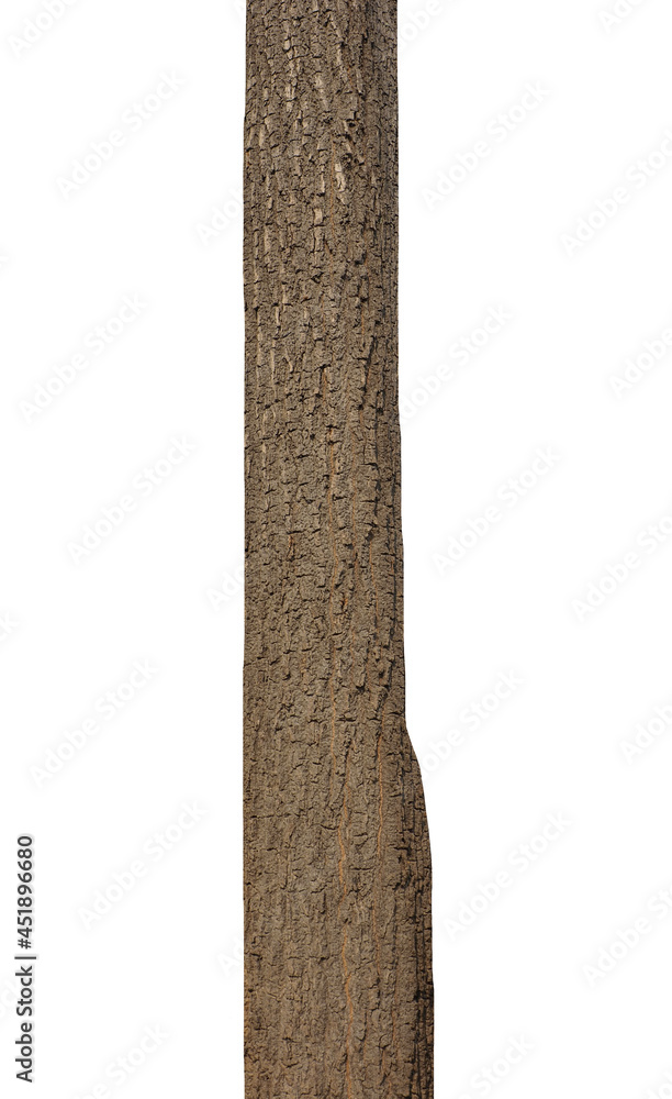 Poster trunk of a tree isolated on white background