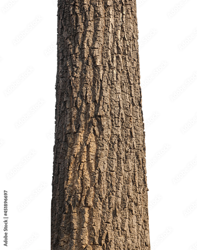 Poster trunk of a tree isolated on white background