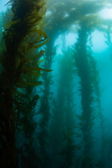 Tall view of kelp forest in the Pacific Ocean looking up at the surface of the water © JamieLeePeterson
