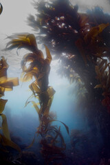 A view of a kelp forest deep beneath the sea © JamieLeePeterson