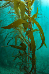 Close up view of giant Kelp in the Pacific Ocean © JamieLeePeterson
