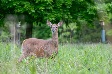 Deer in a green field © Andrew Neevel/Wirestock