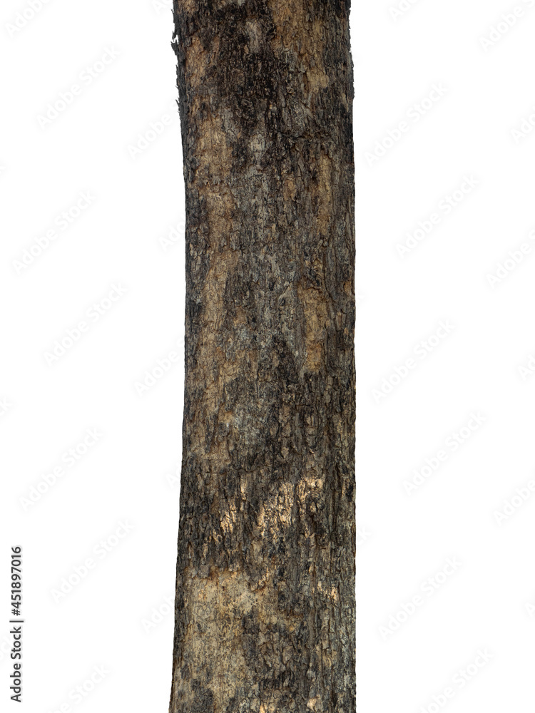 Poster Trunk of a Tree Isolated On White Background