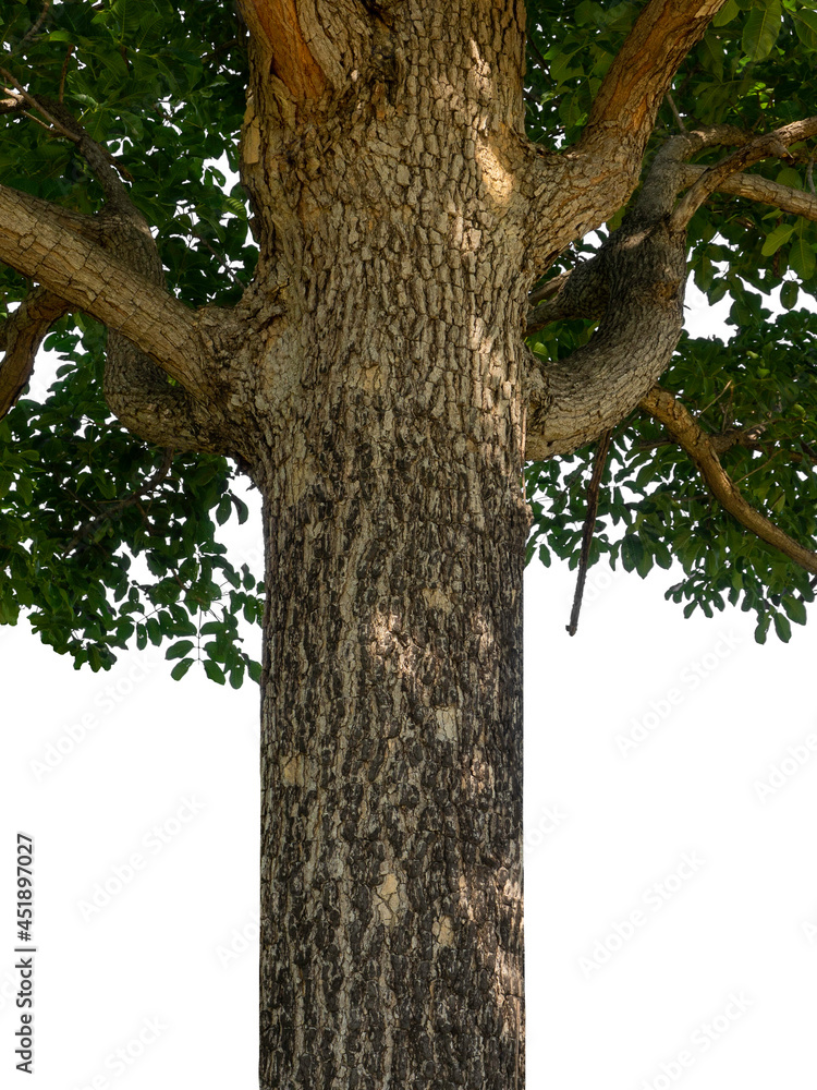 Poster Trunk of a Tree Isolated On White Background