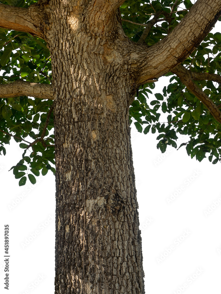 Poster trunk of a tree isolated on white background