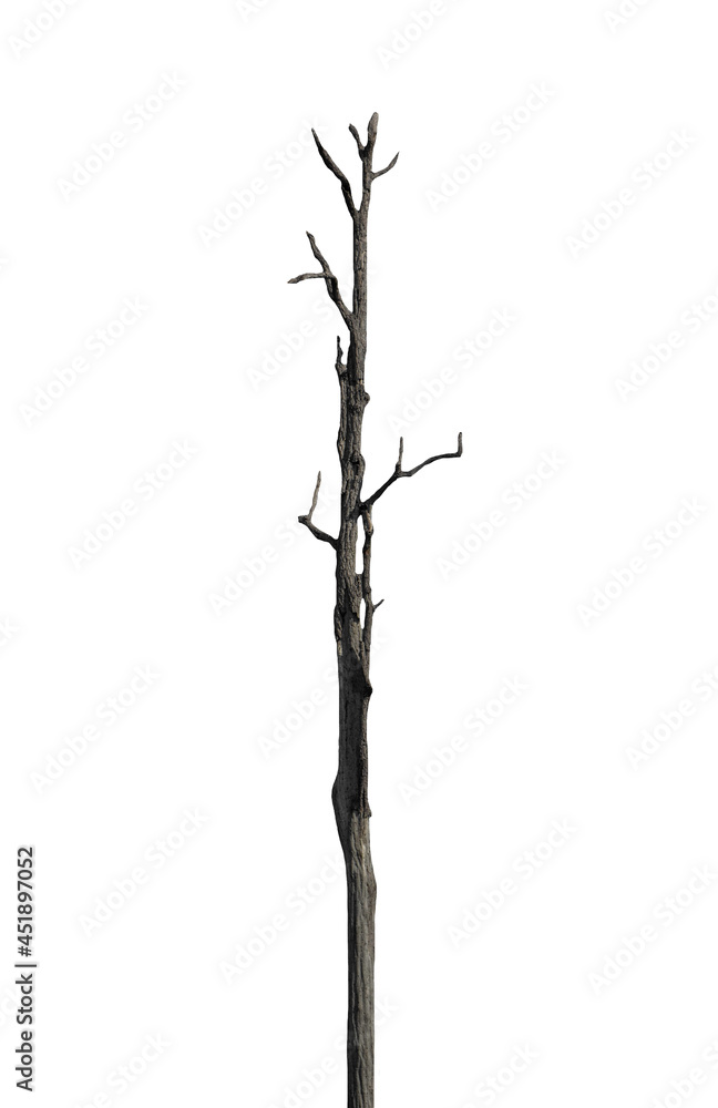 Poster trunk of a tree isolated on white background