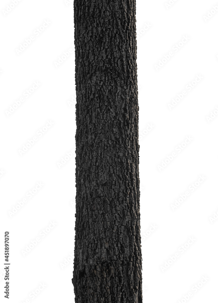 Poster trunk of a tree isolated on white background
