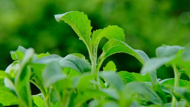 Stevia rebaudiana..stevia plant.Alternative Low Calorie Vegetable Sweetener. sweet leaf sugar substitute. High quality 4k footage