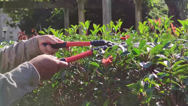 Persona con tijera cortando la planta en una plaza con luz natural.