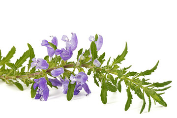 Flowering twig of Moldavian dragonhead,  lat. Dracocephalum moldavica, isolated on white background