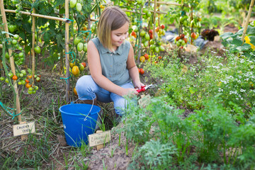 A small girl in at tomato plant in privat garden