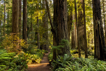 Lady Bird Johnson Grove Loop Sunlit Trail